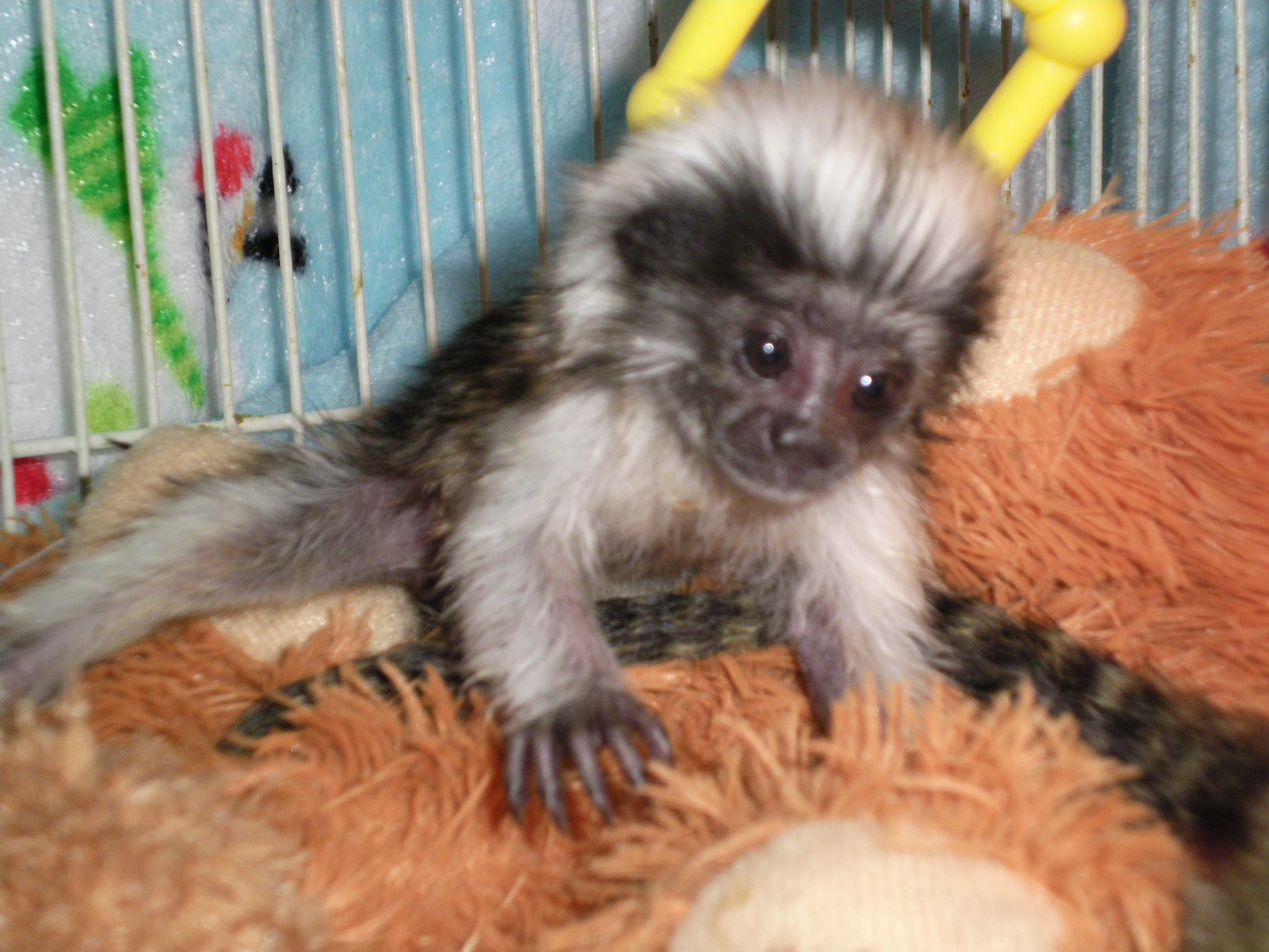 tamarin monkey for sale