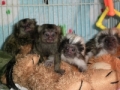 monkey quads